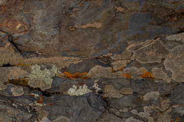 The colorful natural texture of the stone covered by high mountain lichen
