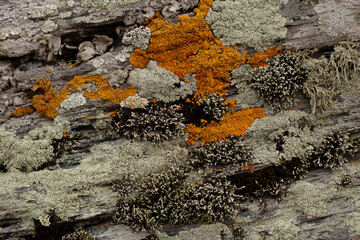The colorful natural texture of the stone covered by high mountain moss and lichen
