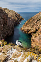 Seagull in Berlenga Grande island cliff, Portugal