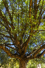 Arneiro's Well  tree, Fátima Sanctuary, Portugal
