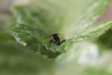 Black Carpenter Ant on Leaf. Ants face photo macro Close-up. Big camponotus cruentatus ant posing in a green plant. Ant queen portrait. 