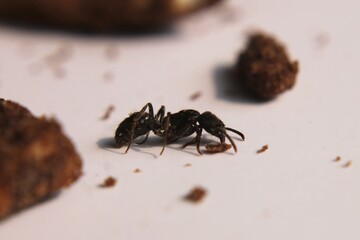 Black Carpenter Ant. Ants face photo macro Close-up. Big camponotus cruentatus ant posing on chocolate snack. Ant queen portrait. 