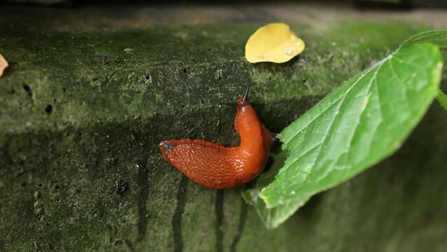 A slug eats a cucumber leaf, close-up
