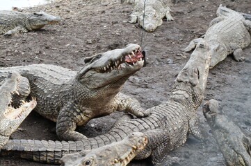 Caribbean Alligator