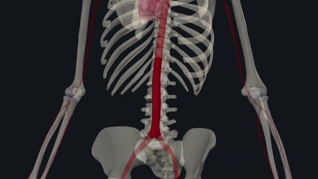 In human anatomy, the abdominal aorta is the largest artery in the abdominal cavity