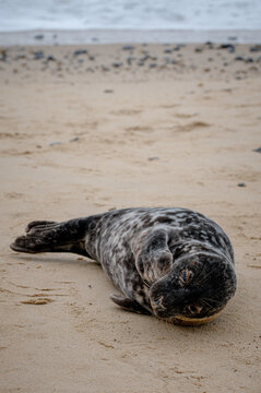 Grey seal pup, Halichoerus grypus, resting on sand beach, Norfolk,  UK. Taken at distance and cropped image so as not to disturb the pup