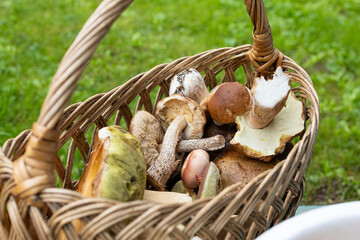 Mushrooms porcini and other in the wicker basket on the green grass. Wicker basket with mushrooms....