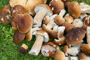 Mushrooms porcini on the green grass. White Mushrooms porcini in season autumn  time.