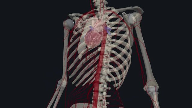 The posterior intercostal arteries are branches of the superior intercostal artery