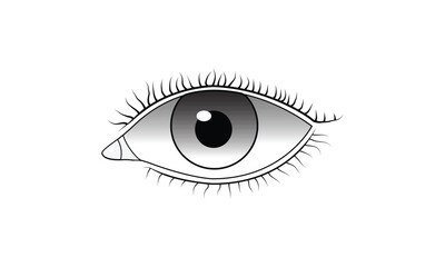 Human eye illustration vector on a white background