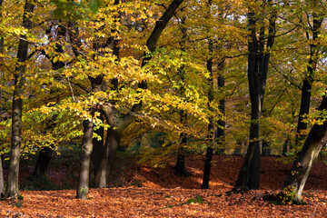beech forest in autumn with yellow, golden and red colors