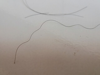 portrait of curly hair strands that cause headaches or what is called dizzy hair