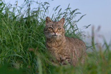 Naklejka na ściany i meble A tabby cat lurks in the grass. Portrait of a european cat. 