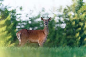 Fototapeta premium A young european red deer stands on the horizon, in the background is a forest. Cervus elaphus. Wildlife scene with a stag. 