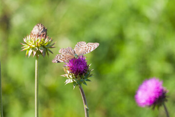 Beautiful pearlescent Argynnis paphia butterfly from family Nymphalidae with brown pattern on gray-brown wings, female form of valesine on pink thistle flower on summer day. Natural blurred background