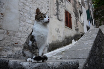 cat on the street