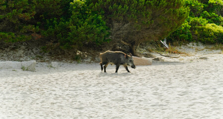 Panorama dell'Isola di Spargi. Arcipelago della Maddalena. Sardegna, Italy