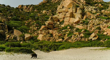 Panorama dell'Isola di Spargi. Arcipelago della Maddalena. Sardegna, Italy