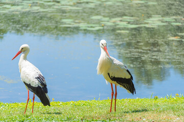 two storks on the waterfront with water lilies in the background