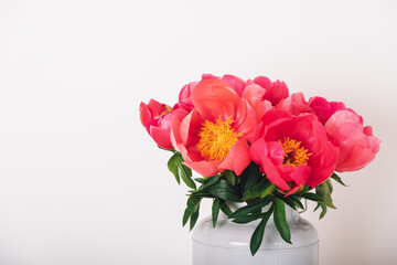 Beautiful bouquet of fresh coral red peony flowers in full bloom in vase against white background, close up. Copy space for text. Mother's day, Birthday card.