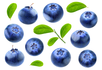 Isolated collection of blueberry fruits with leaves cutout