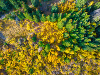 Fall time. A drone view of  the woods. An aerial view of an autumn forest. Natural background from a drone. Landscape with soft light before sunset.