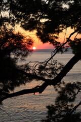 Sunset over the sea through pine branches