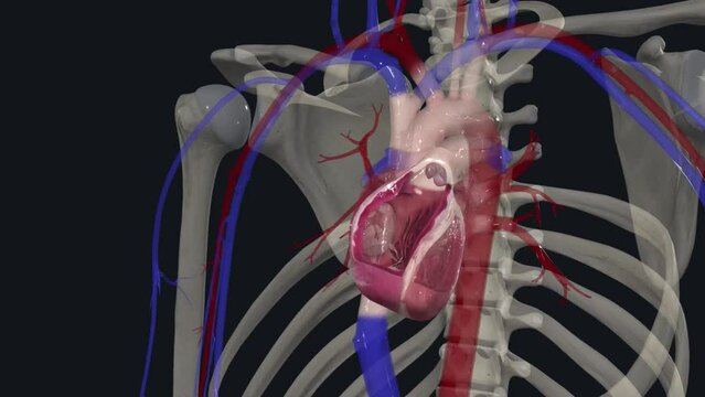The cardiovascular system consists of the heart, arteries, veins, and capillaries