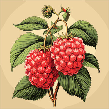 vintage raspberry vector flat image minimal