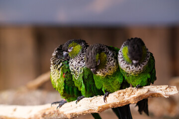 four green parrots sitting on a tree branch