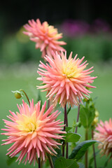 dahlia flower pink with yellow heart with faint background