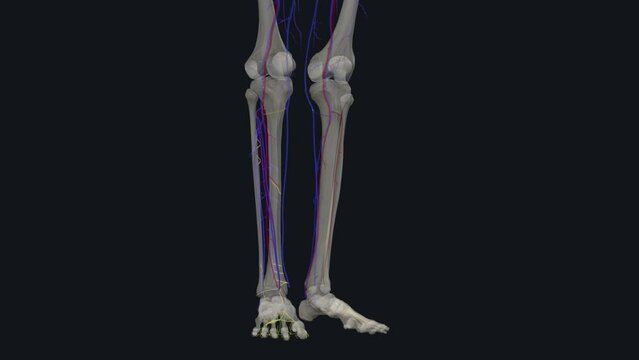 posterior tibial veins are blood vessels in your lower legs