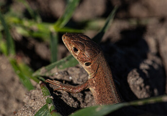 Fototapeta premium A picture of a brown lizard that is looking for prey searching on a dry field