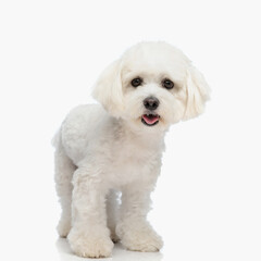 sweet little bichon dog sticking out tongue and panting while standing
