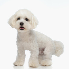 beautiful bichon dog sticking out tongue and panting while standing