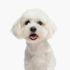 portrait of cute little bichon puppy sticking out tongue and looking forward
