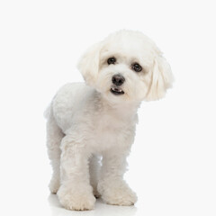 cute little bichon dog standing, opening mouth and growling