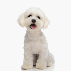 happy little bichon dog sticking out tongue and panting while sitting