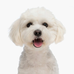beautiful bichon puppy with fluffy fut sticking out tongue and looking forward - obrazy, fototapety, plakaty