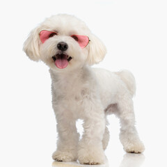 cute bichon dog with sunglasses sticking out tongue and panting