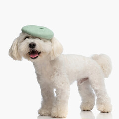 cute adorable bichon puppy with french beret sticking out tongue and panting