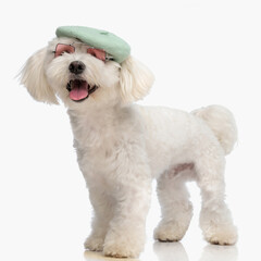 sweet little bichon dog with french beret and glasses panting