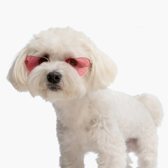 beautiful bichon puppy with heart glasses looking away and standing