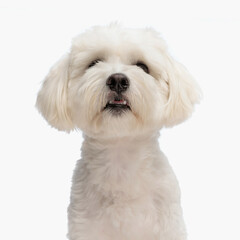 portrait of lovely little bichon looking up and being curious