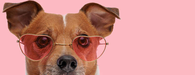 jack russell terrier dog wearing heart shaped sunglasses