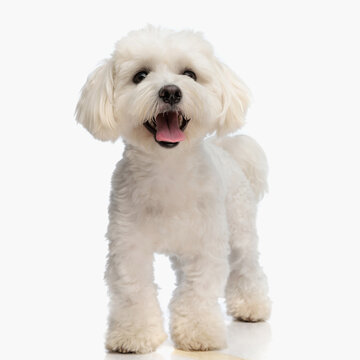 happy small bichon puppy sticking out tongue and panting while walking