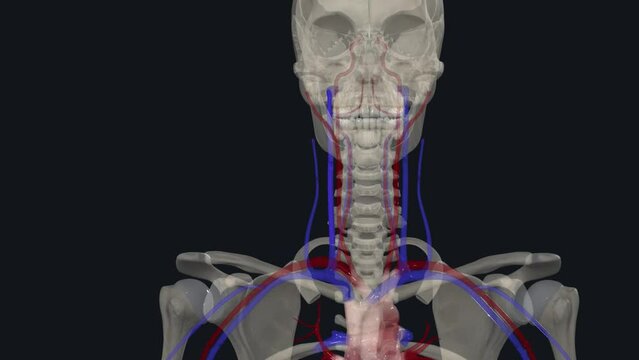 The internal jugular vein is a paired venous structure that collects blood from the brain,