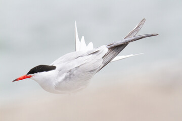 Common tern resting on its migratory route.