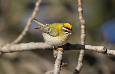 Portrait of a common firecrest on alert.