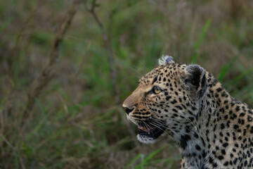 A closeup of female African leopard's head while the cat is  looking into the distance, Greater Kruger